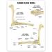Dog Elbow Joint Model Dog Elbow Joint Model Animal Body Anatomy Replica of A Normal Dog for Veterinary Office Teaching Aids - Buy Online on GoSupps.com