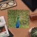 Shop Peacock Display Microfiber Lens & Eyeglass Cleaning Cloths | International Shipping Available - Buy Online on GoSupps.com