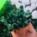 Natural Green Ghost Phantom Quartz Crystal Cluster Specimen Home Collections (Size : 300-400g) - Buy Online on GoSupps.com