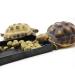 OMEM Reptile Bowl Large Food and Water Dish Also Fit for Bath (XL Black) XL Black - Buy Online on GoSupps.com