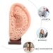 iplusmile Acupuncture Ear Teaching Model - Educational Ear Massage Tool - Buy Online on GoSupps.com