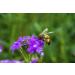 500g Organic Bee Pollen Powder - Extra Fine, Unheated, Pure & Fresh - Buy Online on GoSupps.com