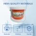 Dental Orthodontic Teeth Model with Colorful Braces | Professional Study Tool for Dentistry Students & Orthodontists - Buy Online on GoSupps.com