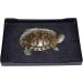 POPETPOP Tortoise Habitat Accessories - M Size Black Reptile Water Dish for Reptiles - Buy Online on GoSupps.com