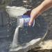 Primrose Ambient Fountain Safe Water Feature Cleaner - Large Bulk - 3 Month Supply Pet & Child Friendly - Buy Online on GoSupps.com