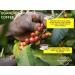 Ugandan Dark Roast Arabica Coffee Beans 100g | Single Origin Mt. Elgon Arabica | Sourced from Small Scale Farmers | Elevate Your Mood with 100% Arabica Beans - Buy Online on GoSupps.com
