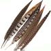 Flying Feathers Natural Pheasant Feathers 4 Style 15-20cm 12pcs for DIY Craft and Party Decor FF03 - Buy Online on GoSupps.com