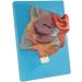 Nasal Cavity Model - Anatomical Nasal Cavity Model - Turbinate in The Lateral Wall of The Nasal Cavity Enlargement Model - Buy Online on GoSupps.com