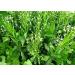 Buy ALYKE 1 Roots of Horseradish - Armorazie Rustikana Cochlearia | Premium Quality Fast International Shipping - Buy Online on GoSupps.com