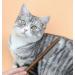 Grooming Combs for Cats and Dogs | Long and Short Hair | Pet Grooming Tool - Buy Online on GoSupps.com