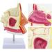 BuTkus Nasal Cavity Model - Human Anatomy with Digital Labels and Base - Learn & Understand Nasal Structure - Buy Online on GoSupps.com