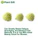 Organic Dried Scindapsus Aureus Flower - 50g | Green Roman Flower for Crafting Soaps & Candles | Non-Gento Herbal Decor - Buy Online on GoSupps.com