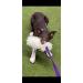 Dingo Dog Toys - Real Lambskin with Grip for Training & Play - Violet Long Handle 15582 - Buy Online on GoSupps.com