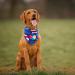 JpGdn 10pcs Pack Large Dog Bandanas Paw Pattern Triangle Scarf for Large XL Dogs Pigs Soft Bibs Washable Pet Neckerchief Dog Grooming Accessories Costume Size L 10 colors - Buy Online on GoSupps.com