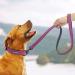 Didog Personalized Soft Padded Leather Dog Collar with Engraved Name Tag - Ideal for Small & Medium Dogs (33-40 cm Purple) - Buy Online on GoSupps.com
