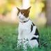 SCENEREAL Natural Scenery Breakaway Cat Collar | Soft Adjustable Kitten Collar with Bells | Ideal for Cats and Puppies | Mountains Theme - Buy Online on GoSupps.com