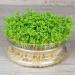 Cress Seeds 100g Aserio Seeds Watercress Seeds Haleen Seeds Halim Seeds Cressonnette Garden cress Seeds Aliv Seeds - Buy Online on GoSupps.com