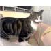 Purrs Ratatouille attachment- Fits PurrSuit Frenzy & DaBird wand Cat Toys - Buy Online on GoSupps.com