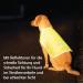 Reflective Dog Warning Vest - Safety Jacket for Dogs | Robust Design & Lined Fabric | Size Options in Neon Yellow - Buy Online on GoSupps.com