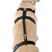 Ortocanis - Dog Back Belt Lumbar Fixation for Knee Brace Belt Only Size XS