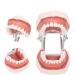 Typodontic denture model with removable teeth and soft gums Dental Anatomy Tool Dental oral practice dental preparation 28teth simulation