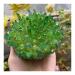 Natural Crystal Rough Natural Rainbow Halo Quartz Cluster Restoration Home Decoration Stone Gift Crafts (Size : 450-500g)
