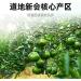 Dried Matured Mandarin Peel 3oz 10 Years Dried Citrus Peel Xinhui Tangerine or Orange Pi 85g - Buy Online on GoSupps.com