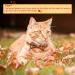 Thanksgiving Cat Bowtie Collar Set: Turkey & Plaid Print | Pack of 2 with Bell | Fall Kitten Accessories - Buy Online on GoSupps.com