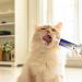Hairball Cream - Cat Nutritional Gel - Anti Hairball Control Natural Supplement for Healthy Tissue Effective Hairball Gel for Cats and Kittens 30ml - Buy Online on GoSupps.com