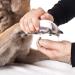 Mengger Dog Training Ring - 3 Stainless Steel Bells for Potty Training & Pet Communication - Buy Online on GoSupps.com