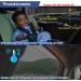 2-Piece UV Protection Car Sun Shade for Babies | Universal Elastic Ice Silk Visor for Children - Buy Online on GoSupps.com