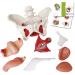 Buy Wellden Medical Anatomical Female Pelvis Model - Life-Size 6-Part with Removable Organs & Nerves - International Shipping Available - Buy Online on GoSupps.com