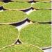 HELLOYOUNG 500g de th blanc chinois bio en vrac aux vieilles tiges Th Pu'er au go t intense et cors Th pu-erh Pu'er Tea - Buy Online on GoSupps.com