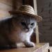 Shop U-M Pet Dog & Cat Straw Hat | Durable Bauer Style Costume | 14cm x 14cm - Buy Online on GoSupps.com