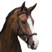 Horseware Rambo Micklem Deluxe Competition Bridle Colour and size selectable Black Pony