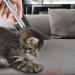 Cat Laser Pointer Toy | Red LED Light | Long Range 3 Modes | USB Rechargeable - Buy Online on GoSupps.com