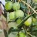 Sanniti Whole Castelvetrano Olives - 20.5 oz Jar | Premium Green Olives from Italy - Buy Online on GoSupps.com