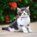 Tagme 2 Pack Purple Cat Collars for Kittens | Personalizable with Name & Phone Number | Safety Clasp & Bell | Adjustable 15-20 cm - Buy Online on GoSupps.com
