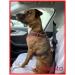 Dogsto Dog Safety Belt - Universal Car Seat Belt Attachment for Safe & Comfortable Travel - Buy Online on GoSupps.com