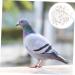 CORHAD 100 Pcs Pigeon Anklet Pigeons Identification Ring Duck Leg Number Plastic White Products 1.3X1.3CM White - Buy Online on GoSupps.com