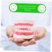 Ultechnovo 3D Tooth Model for Adult Education | Dental Teaching Model & Typodont for Dentists - International Shipping Available - Buy Online on GoSupps.com