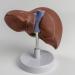 Human Liver Anatomy Model for Study Life Size Liver Model Anatomy Shows Detail of Lobes Ligaments Gallbladder Liver Model - Buy Online on GoSupps.com