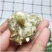 Natural Raw flogopite Specimen Rough Bronze mica Crystal Quartz Stones Crystals Crystal Stone QINTINYIN - Buy Online on GoSupps.com