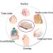 Orthopedic Gel Corn Pads for Hallux Valgus - Reusable Foot Care Pads for Plantar Warts & Pressure Relief - 1 Pair (4.5 x 3.5 cm) - International Shipping Available - Buy Online on GoSupps.com