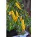 Portal Cool 20 Semillas De Chile Hot Lemon Capsicum Capsicum Syn Lemon Drop Chilli - Buy Online on GoSupps.com