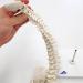 3B Scientific A18/21 Mini Human Spinal Column Model "Flexible" on Base 17.3-Inch Height - Buy Online on GoSupps.com