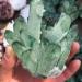 Natural Crystal Rough 300-400G Hot Weather Crystal Cluster Made from Chrysanthemum Green Mineral Processing - Buy Online on GoSupps.com