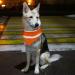 Reflective Triangle Dog Bandana | Adjustable Pet Scarf for Night Walks Camping & Travel - Fluorescent Orange - Buy Online on GoSupps.com