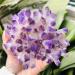 Natural Quartz Crystal 1pc Green Ghost Phantom Quartz Crystal Cluster Violet Rock Stones and Crystals Specimen Synthetic Quartz Home Office Decor ningxiao (Color : Purple Size : 300-350g) 300-350g Purple - Buy Online on GoSupps.com