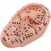 Buy Ear Zone PVC Acupuncture Point Model - Reflexology Teaching Aid for International Shipping - Buy Online on GoSupps.com